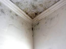 Reliable Gloucester, MA Mold Remediation Solutions